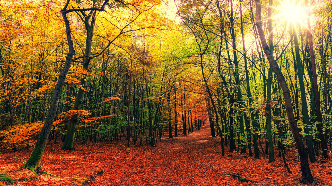 Download 1366x768 wallpaper autumn, leaves, fall, tree, forest, nature, tablet, laptop, 1366x768 HD image, background, 15509