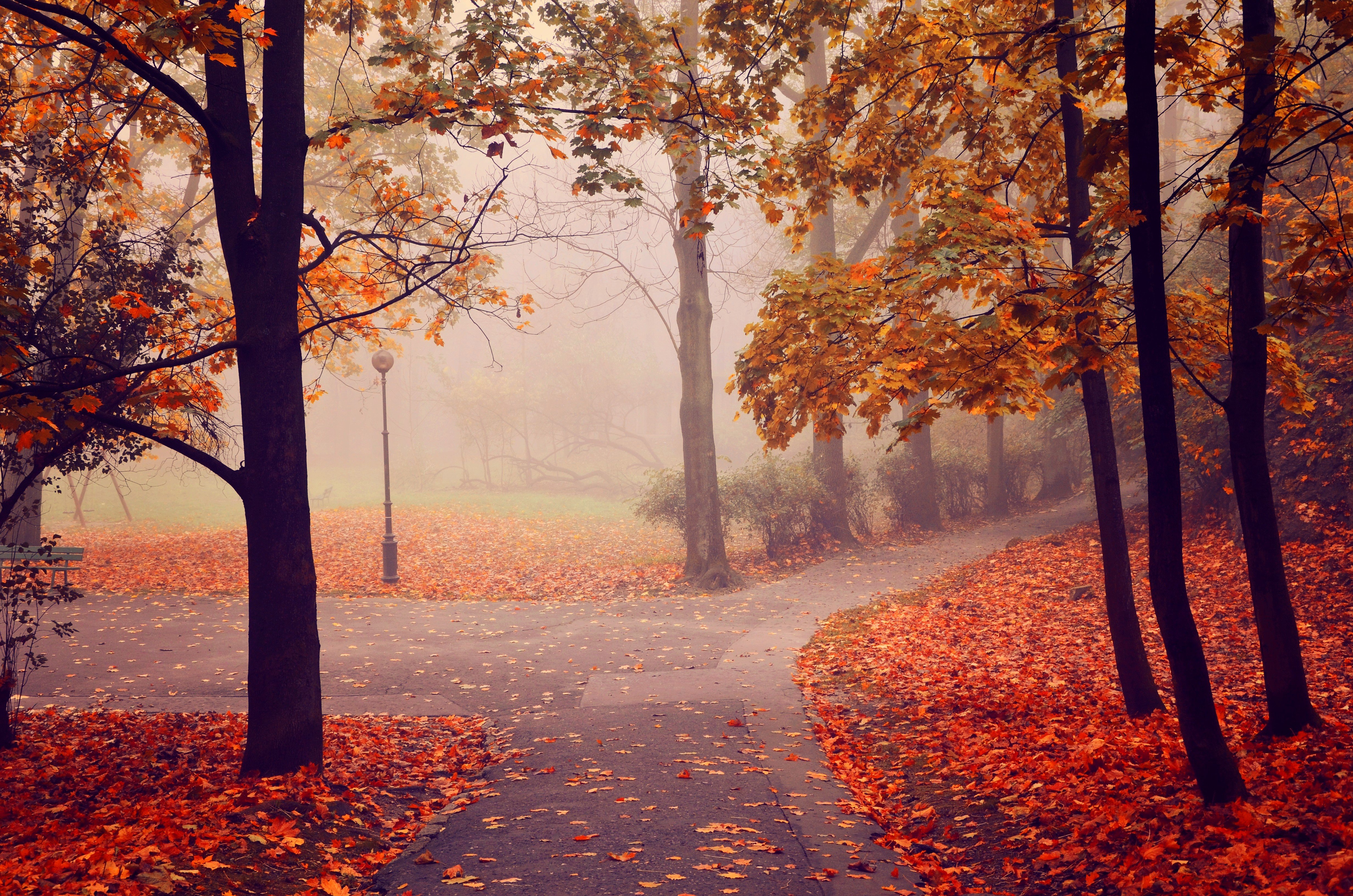 autumn, Park, Road, Trees, Fog, Landscape Wallpaper HD / Desktop and Mobile Background