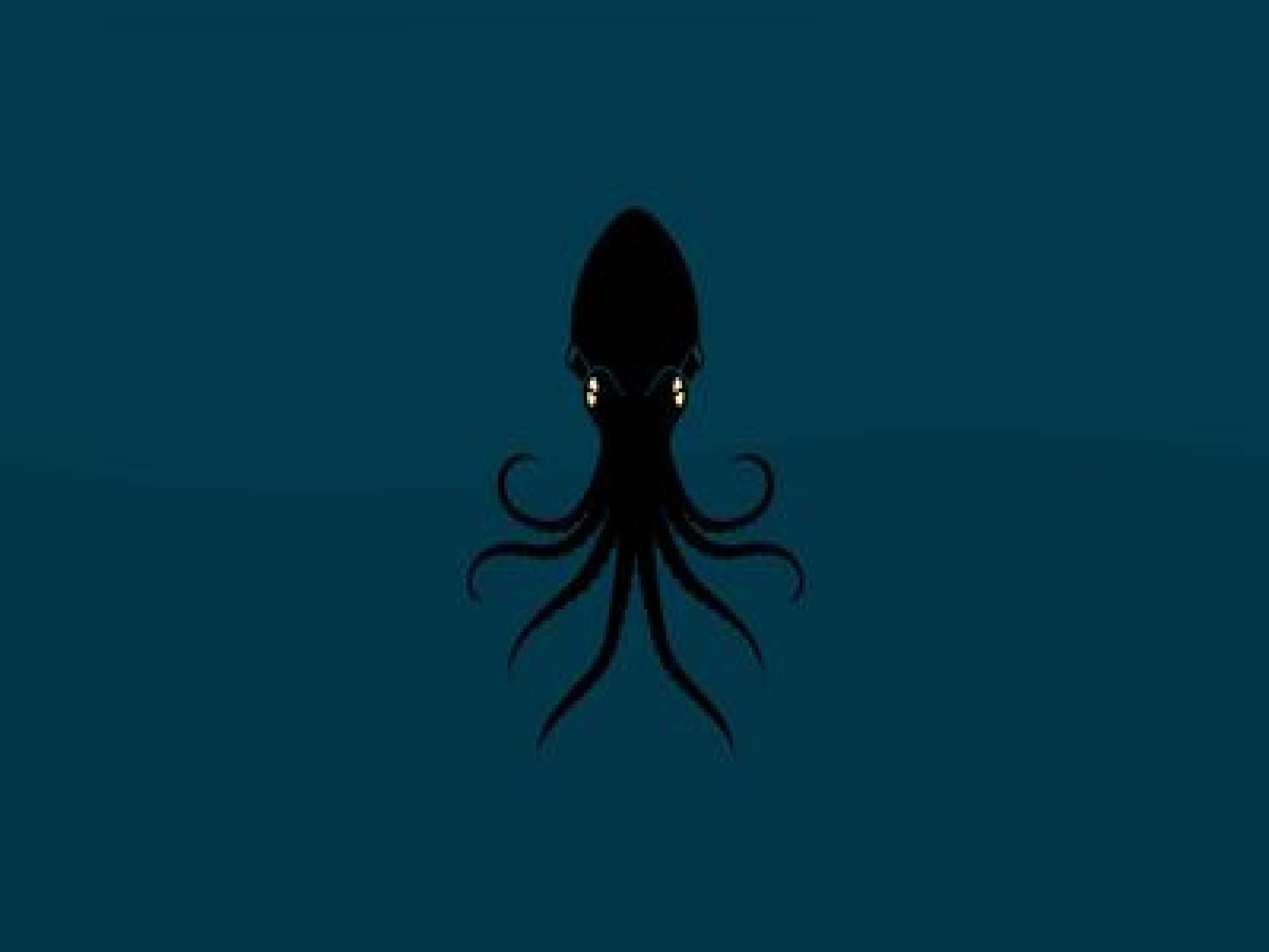Cute Squid Wallpaper