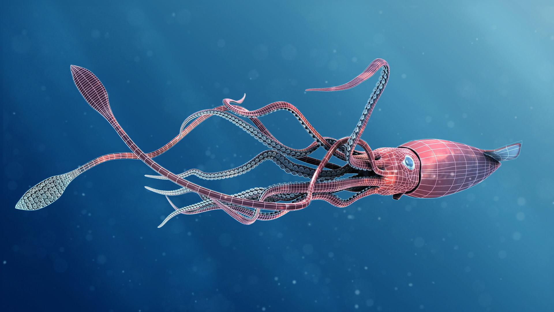 Giant Squid Wallpaper