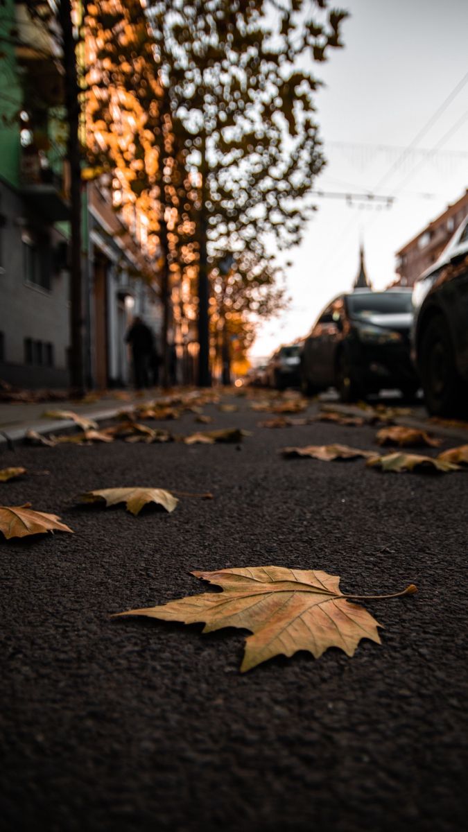 HD обои / HD Wallpaper. Autumn leaves wallpaper, World wallpaper, Wallpaper gallery