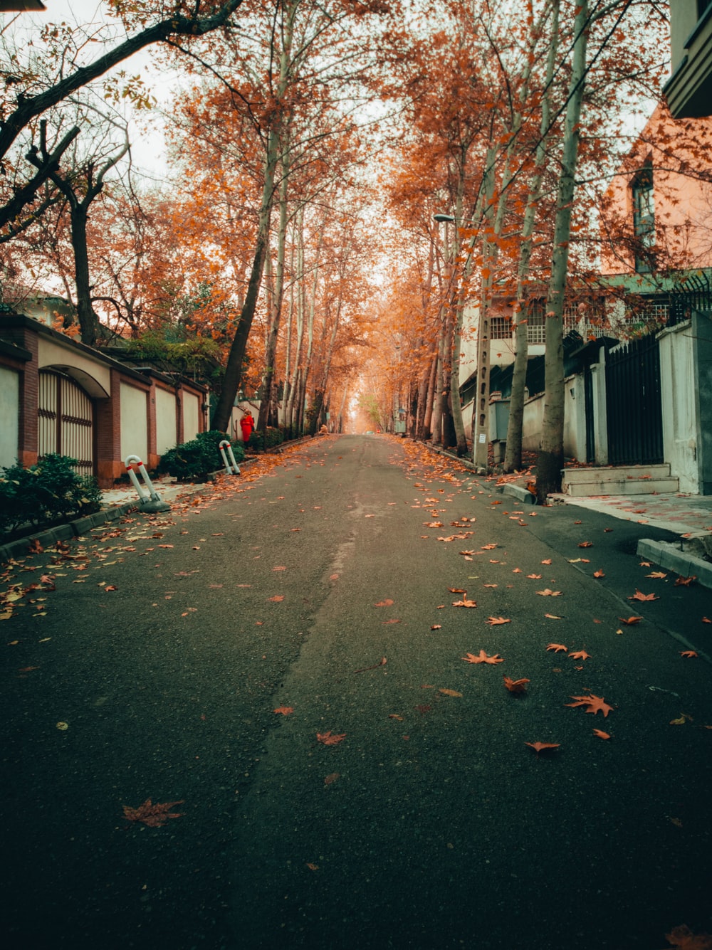 Autumn Street Picture. Download Free Image