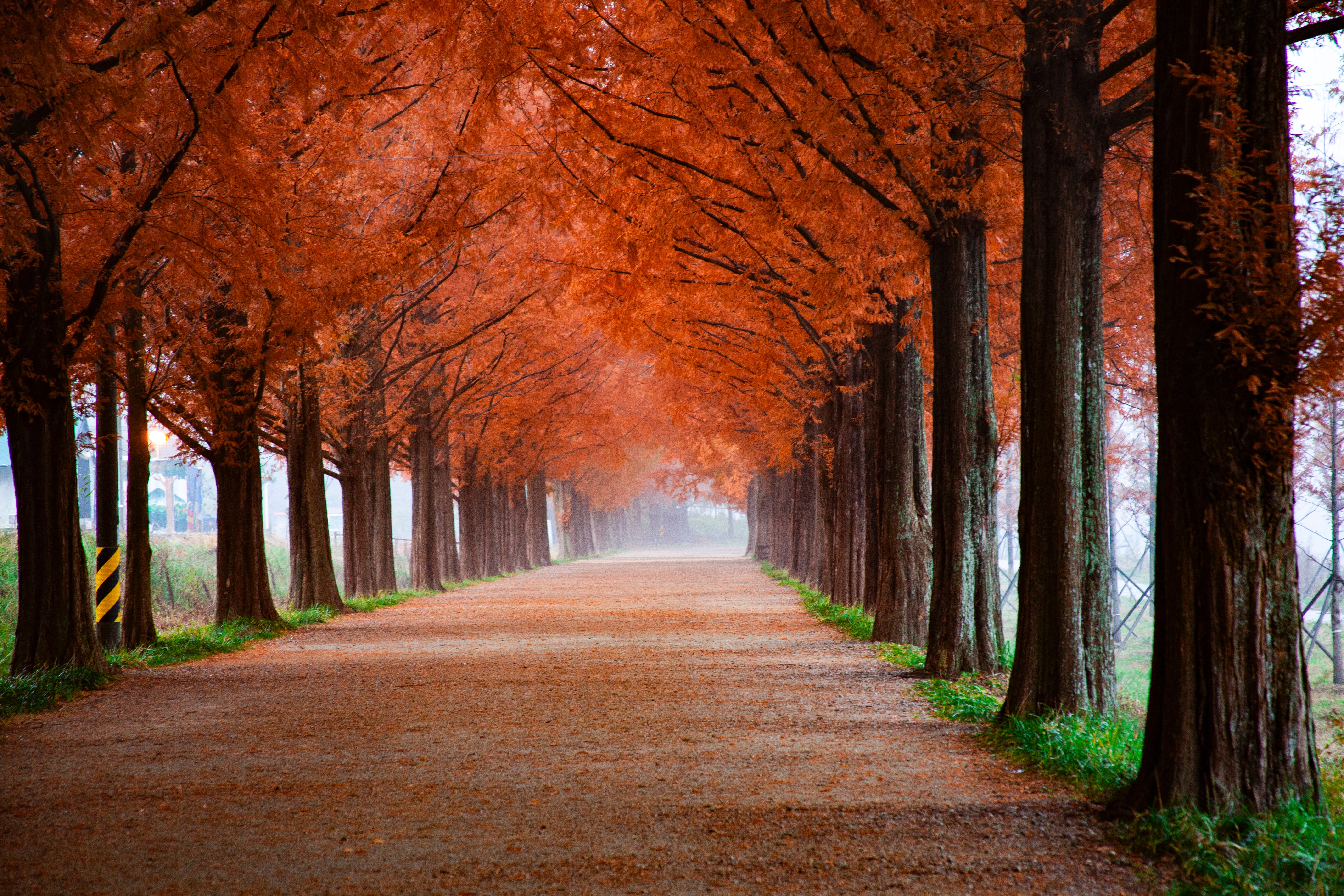Autumn Wallpaper 4K, Trees, Path, Foggy, Mist, Morning, Fall, 5K, Nature