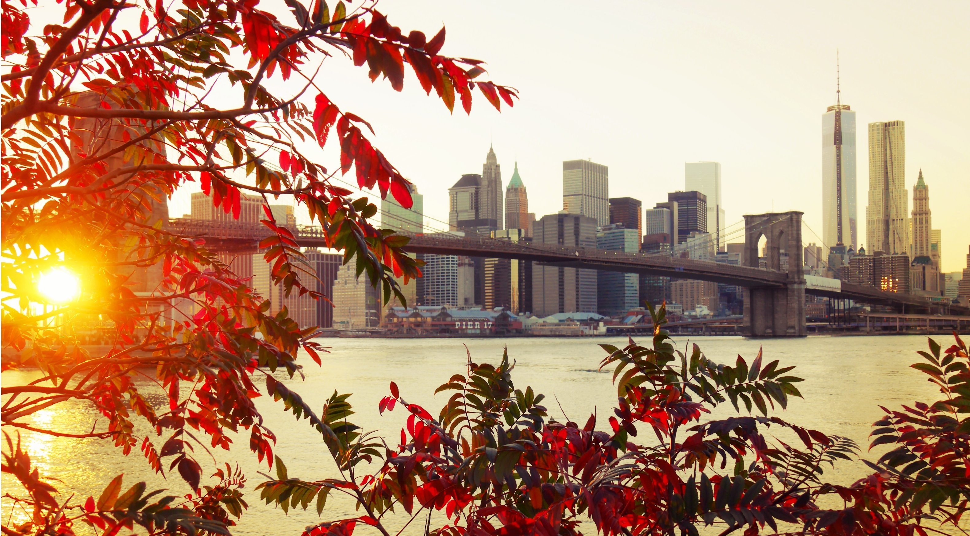 Wallpaper, sunlight, fall, leaves, city, cityscape, skyline, evening, bridge, New York City, tree, autumn, flower, plant, season, 3162x1746 px 3162x1746