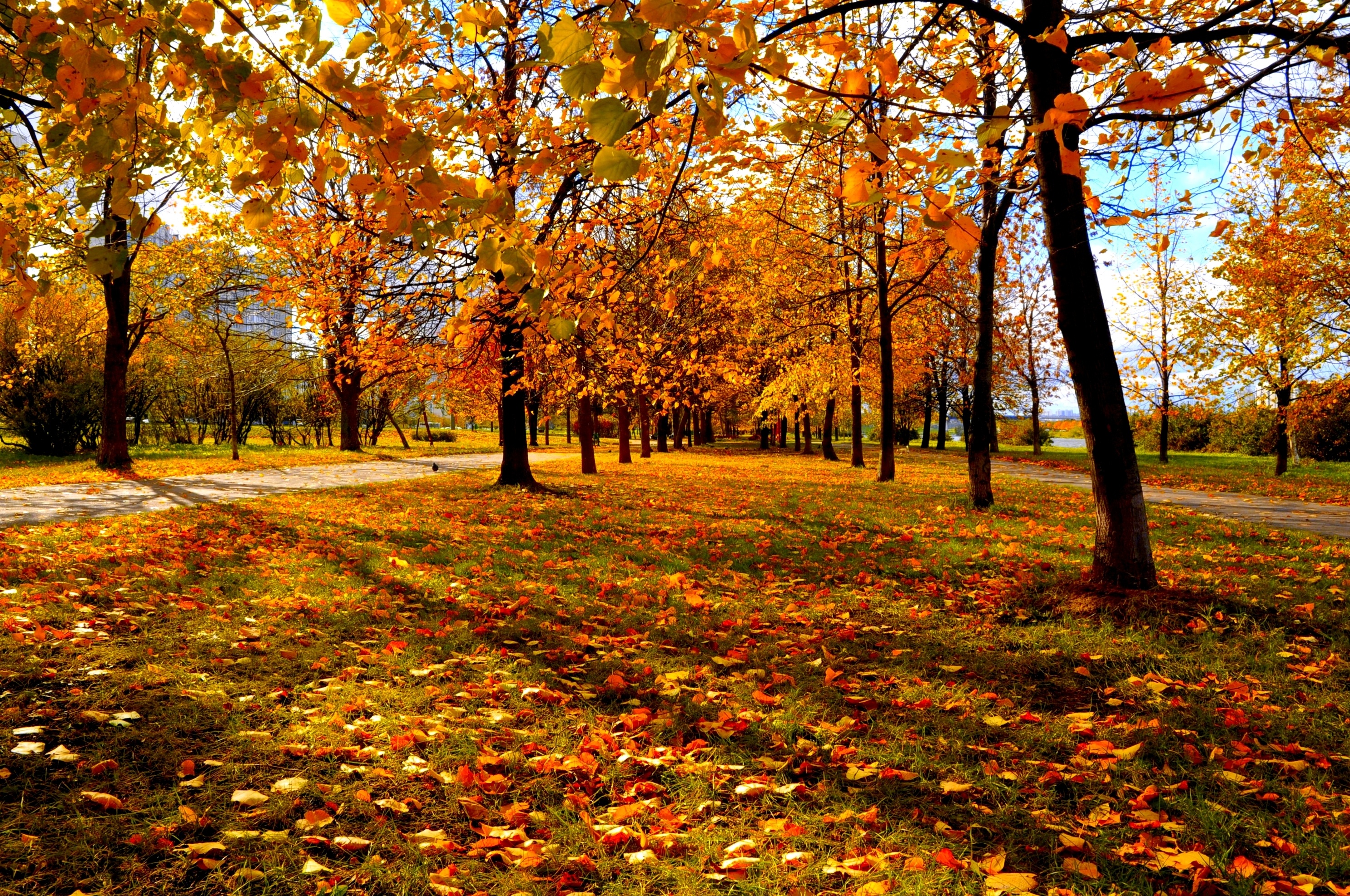 trees, Autumn, City, Park Wallpaper HD / Desktop and Mobile Background