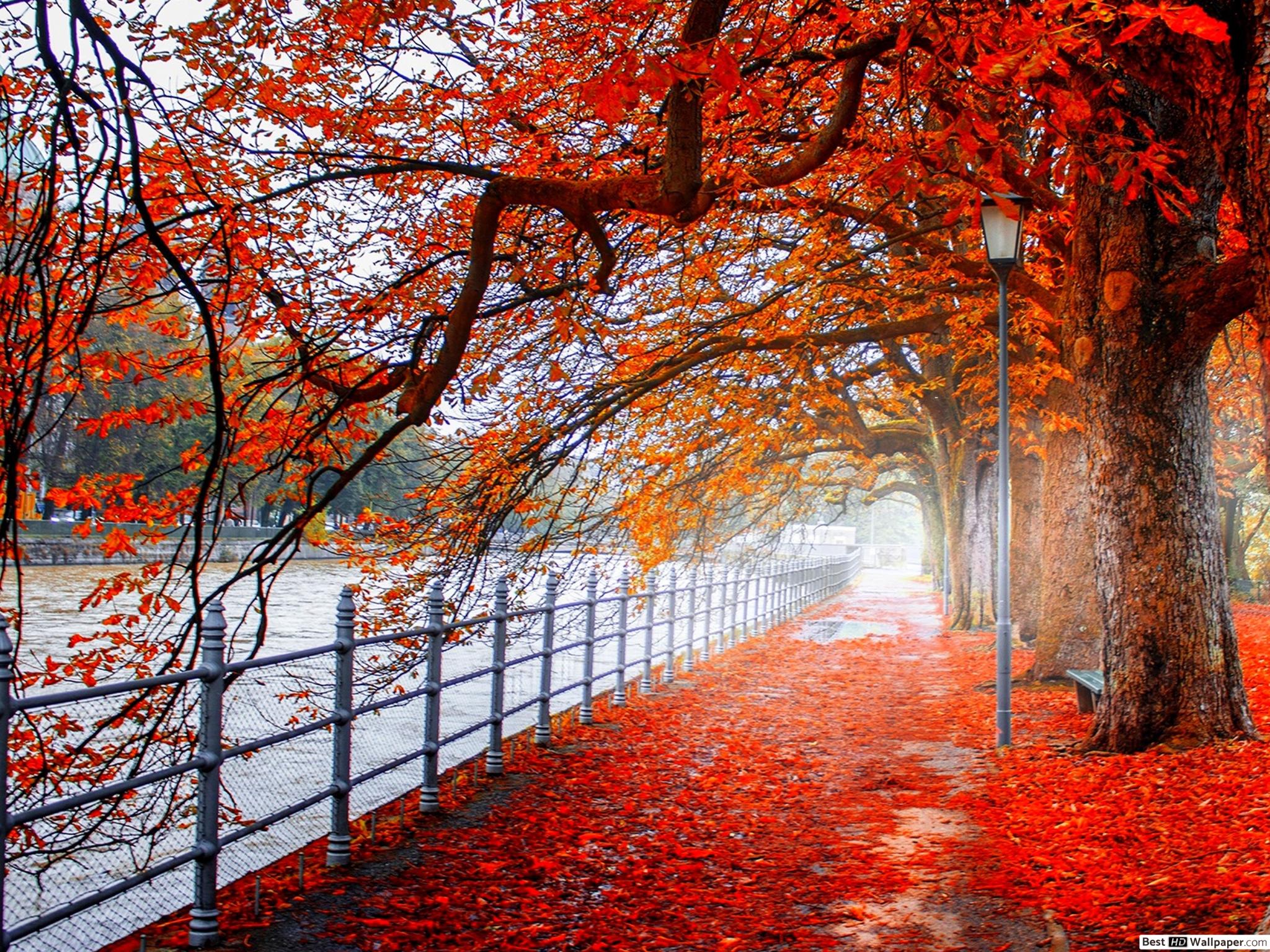 Forest in autumn HD wallpaper download