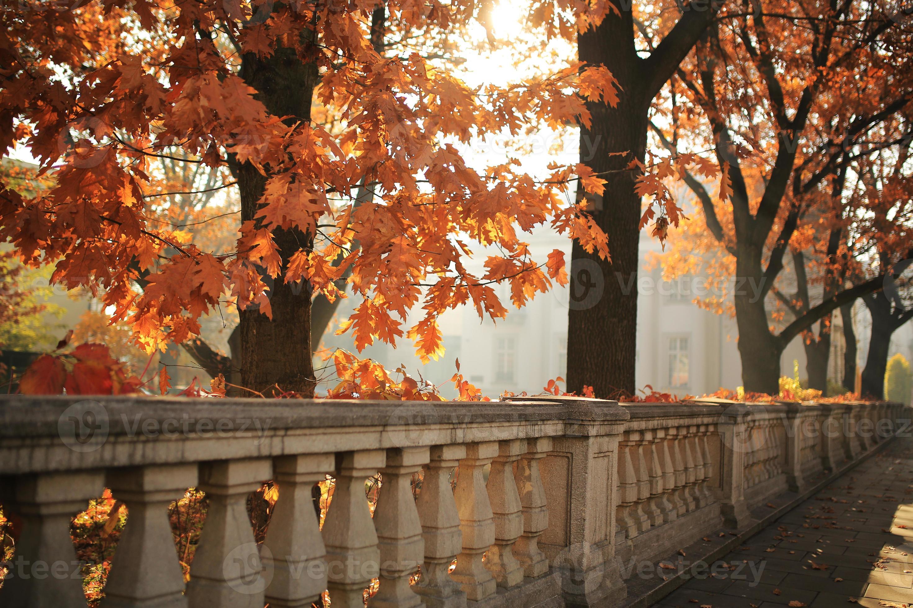Autumn landscape, autumn city park with fallen yellow autumn leaves and autumn trees