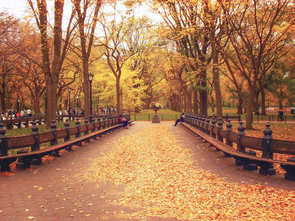 Autumn Leaves Park York City. Autumn