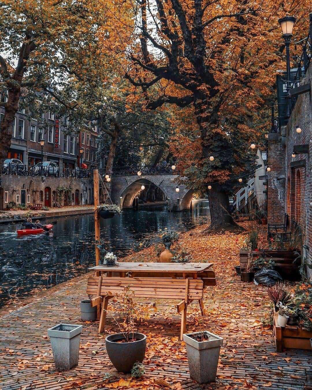 Autumn leaves in Utrecht