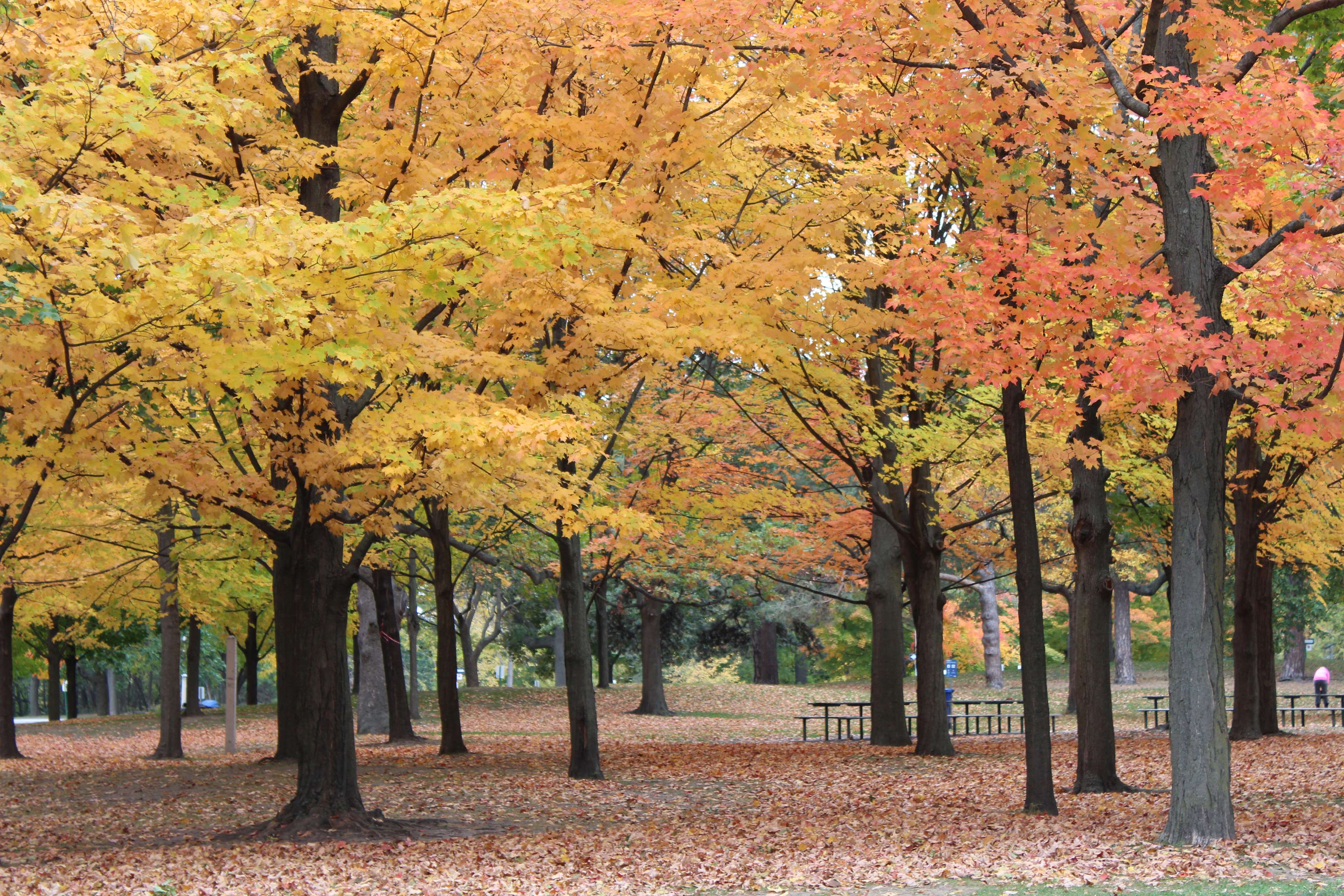 autumn, autumn colours, autumn leaves, canada, city park, fall, harmony, nature, peace, travel 4k wallpaper. Mocah HD Wallpaper