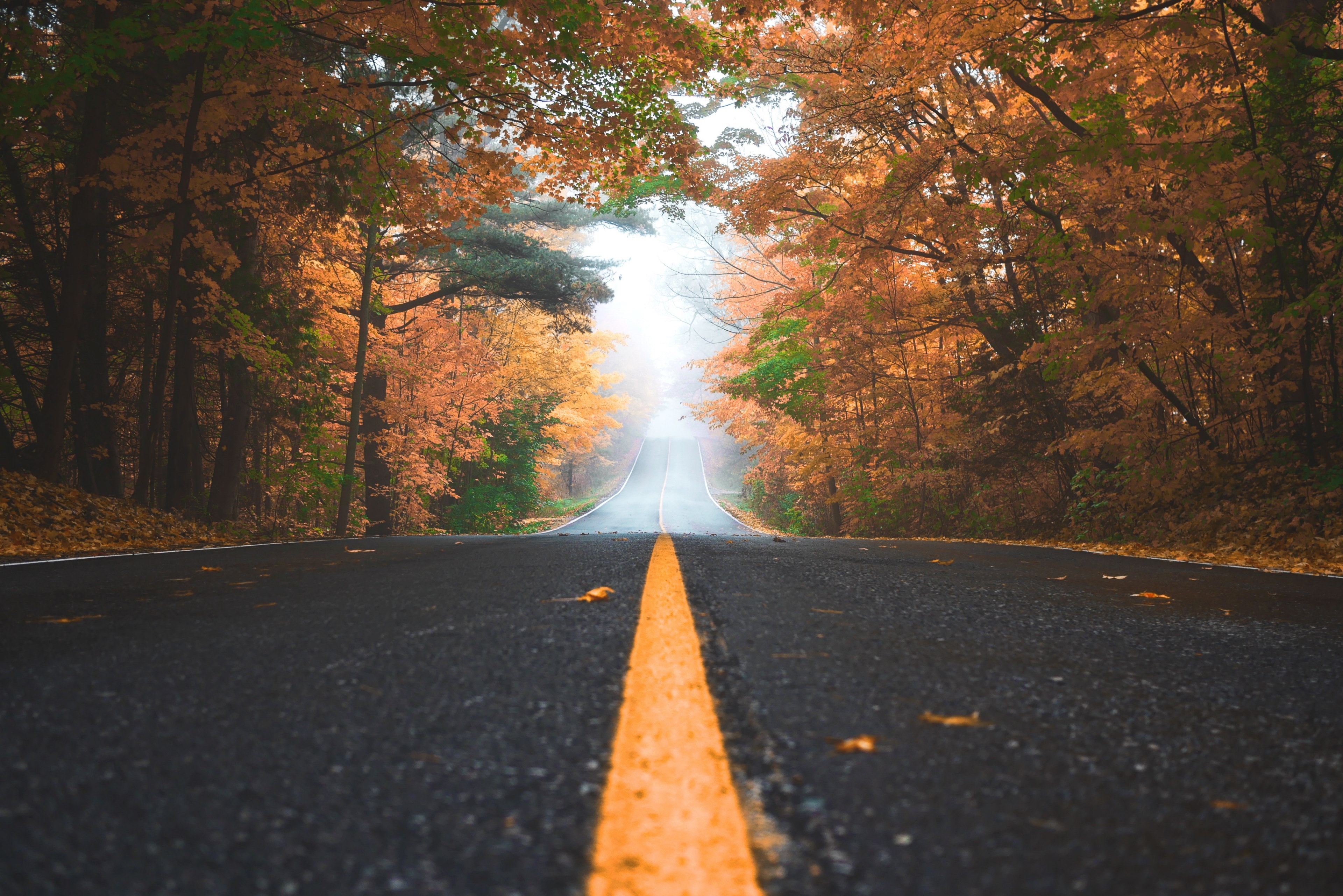 Wallpaper / a fall road lined with trees with red and orange leaves in king city, autumn road 4k wallpaper