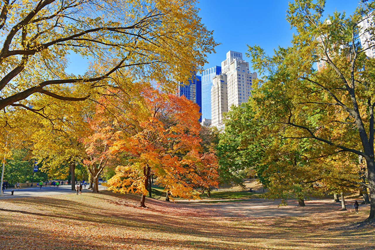 Photos New York City USA Foliage Central Park Autumn Nature Parks