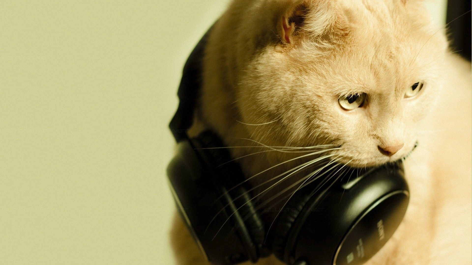 DJ Pitter Patter wants to chow down on DJ Hamster. Cats, Cool cats, Cat wallpaper
