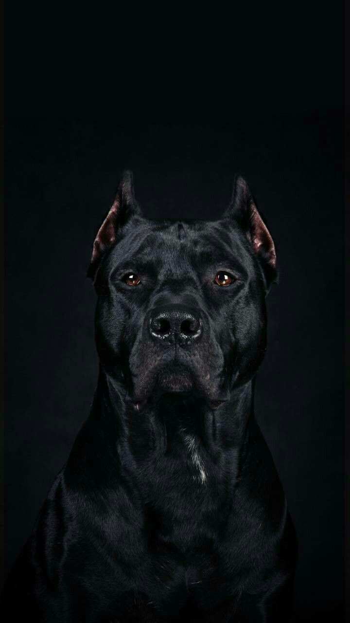 Cane Corso Dog Wallpaper Free Cane Corso Dog Background