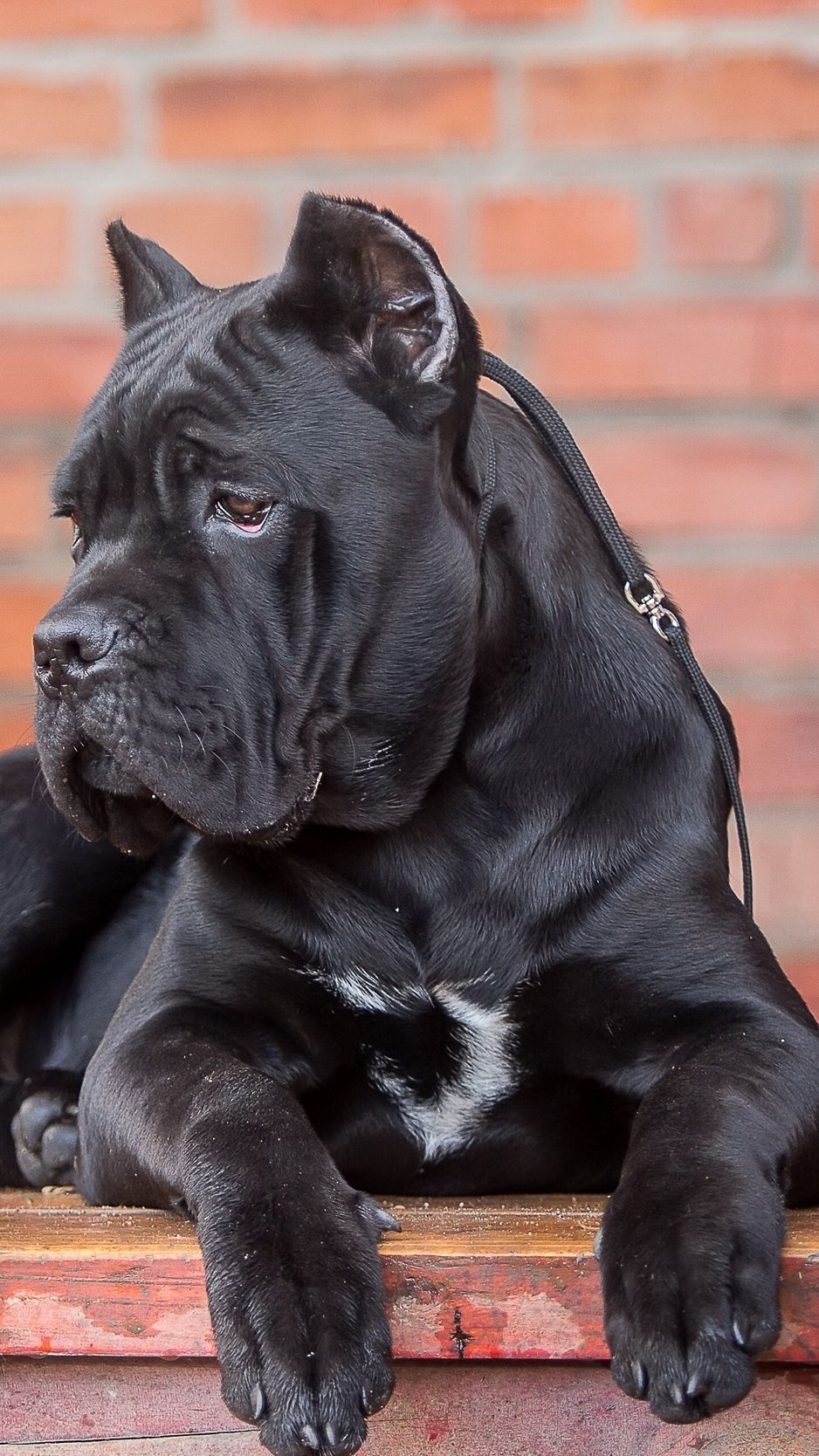 Cane corso, dog, look wallpaper