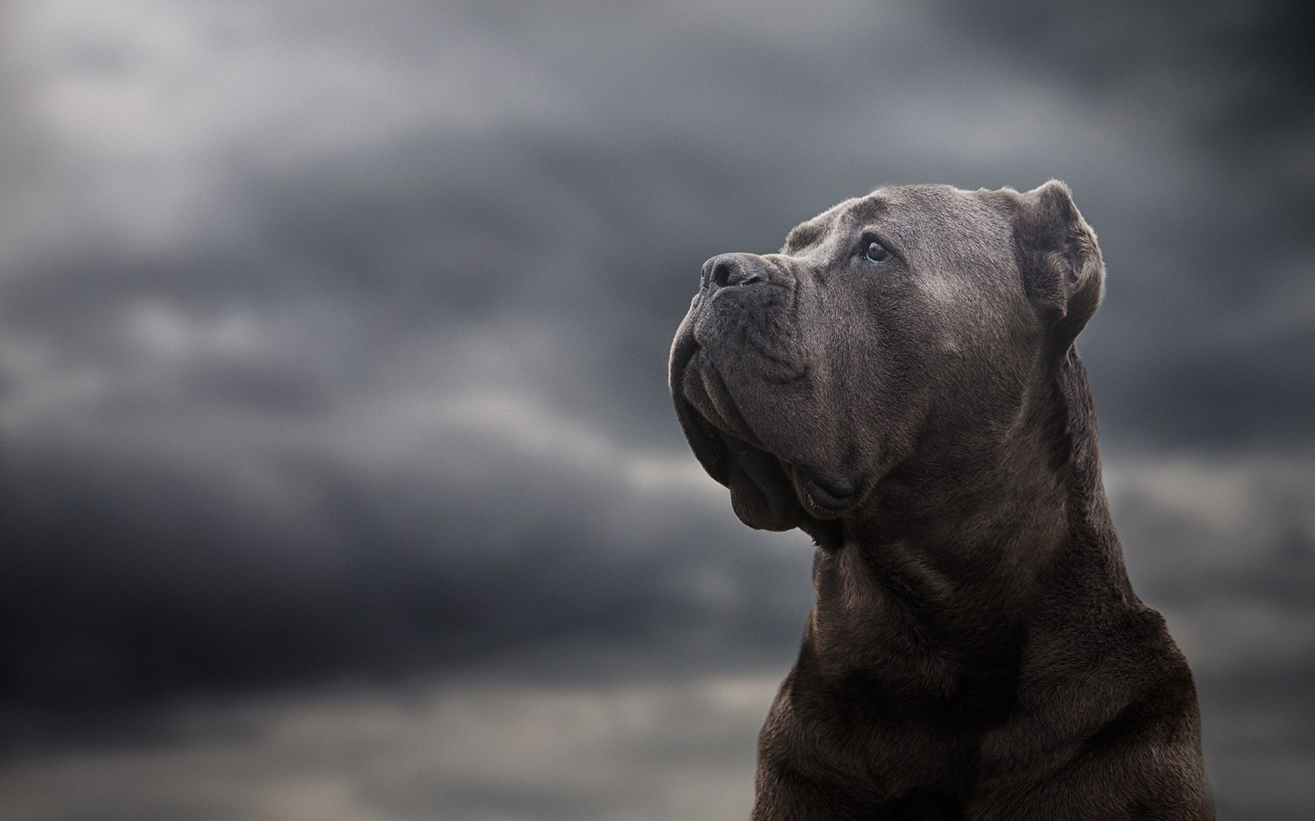 Cane Corso Dog Wallpaper Free Cane Corso Dog Background