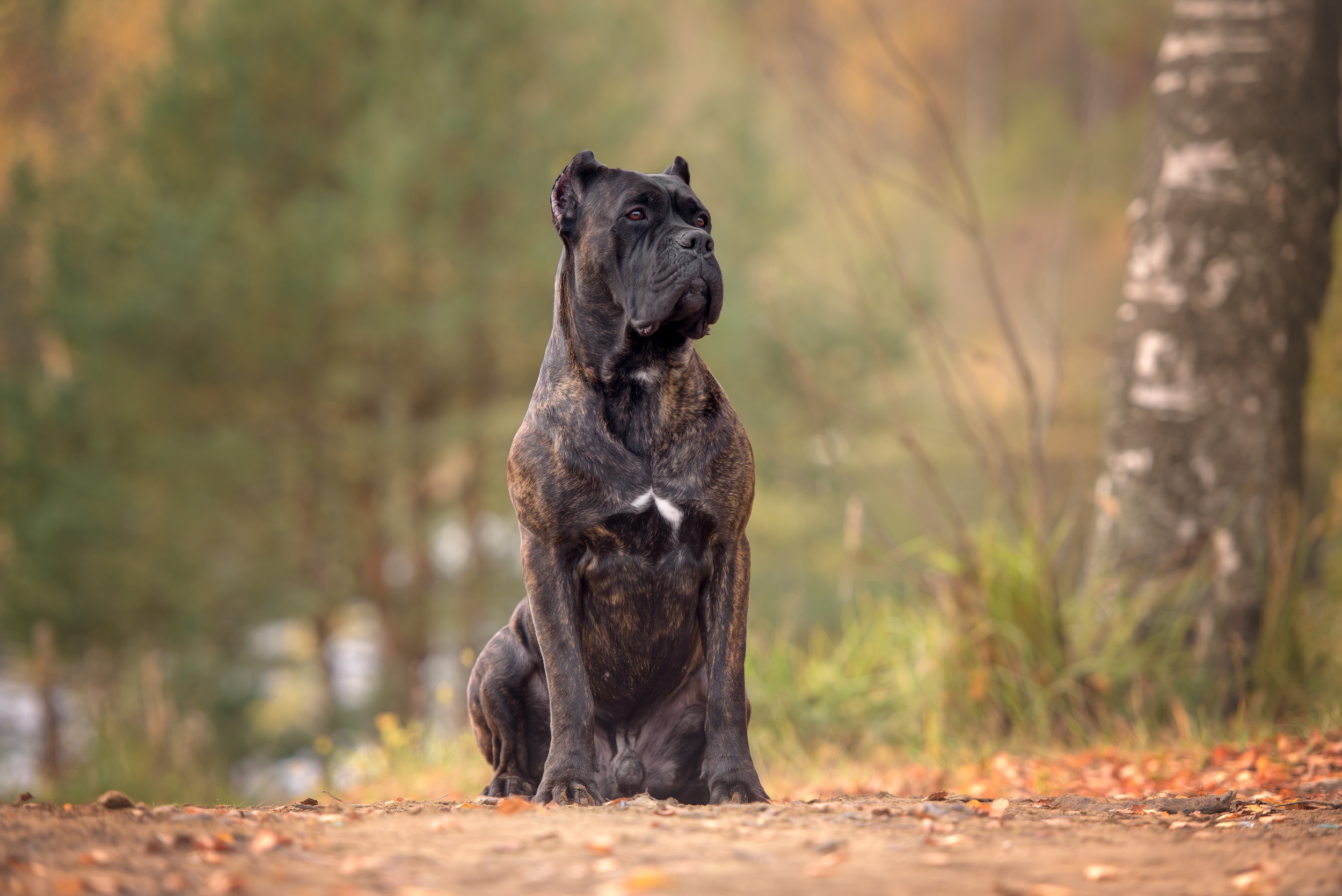 Cane Corso HD Wallpaper