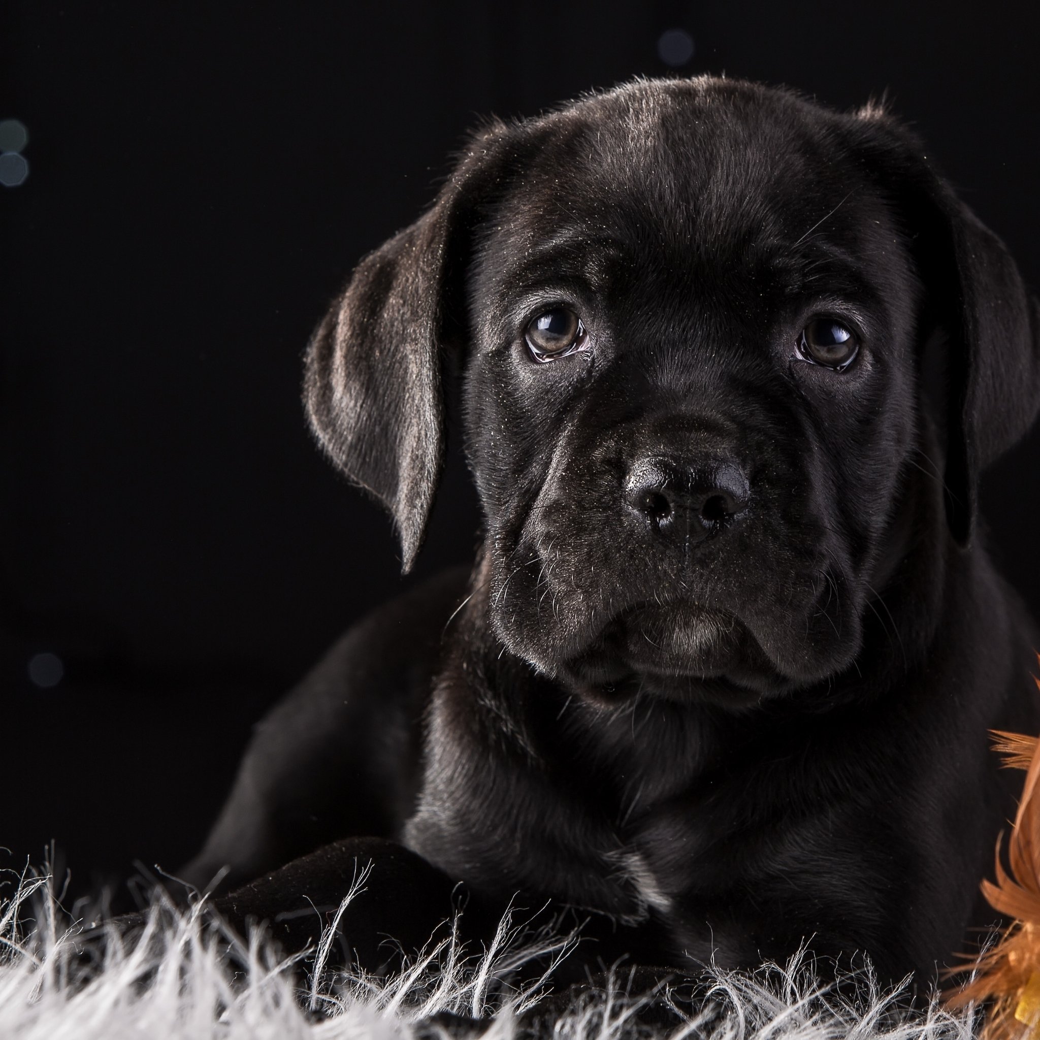 Cane Corso Dog Puppy 4k HD iPad Air HD 4k Wallpaper, Image, Background, Photo and Picture