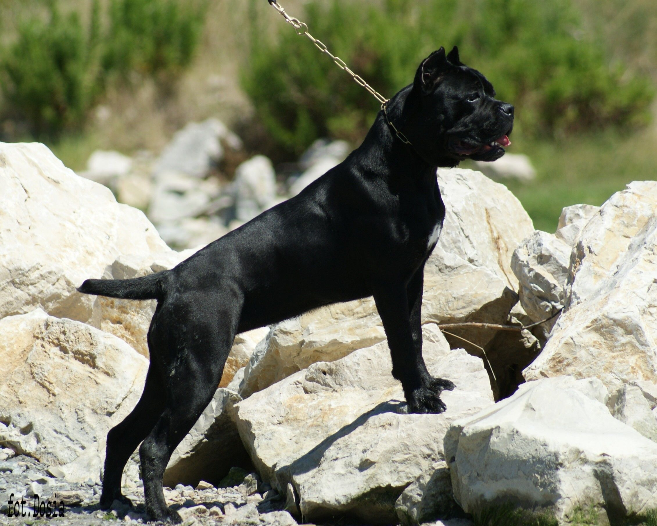 Brave Corso dog photo. Corso dog, Cane corso, Cane corso dog