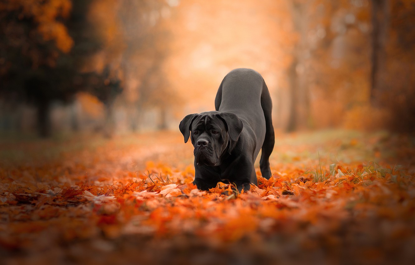 Wallpaper autumn, forest, leaves, nature, pose, Park, foliage, dog, black, cane Corso image for desktop, section собаки