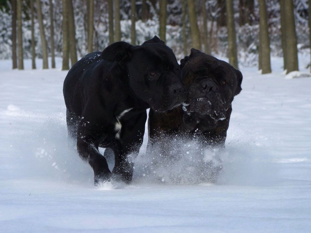 Cane Corso Wallpaper. Cane corso, Cane corso dog, Corso dog