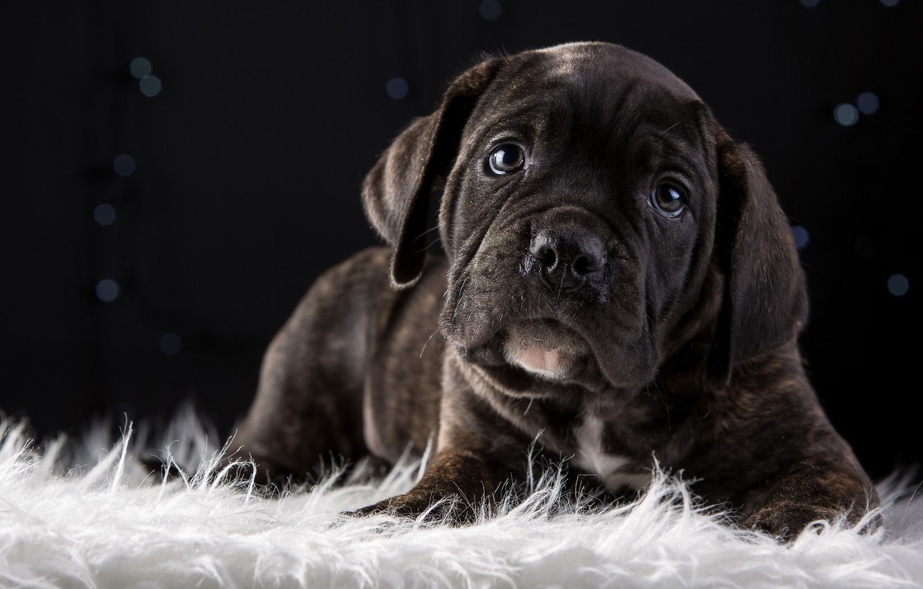 Wallpaper cute, puppy, breed, cane Corso image for desktop, section собаки