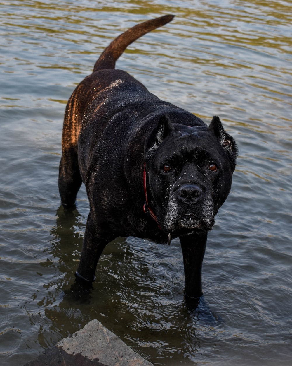 Cane Corso Picture. Download Free Image