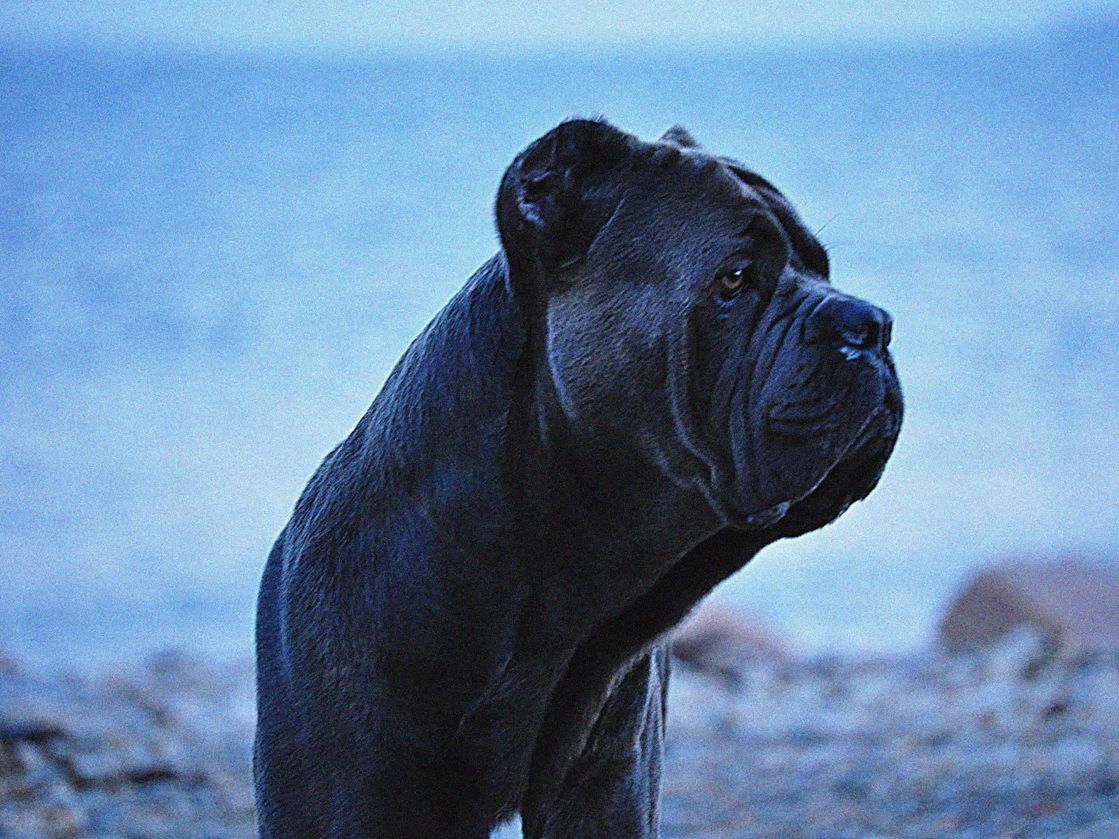 Cane Corso Dog Wallpaper Free Cane Corso Dog Background