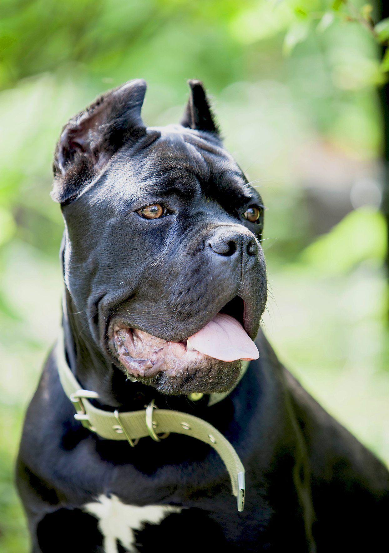 Cane Corso Dog Breed Information & Characteristics