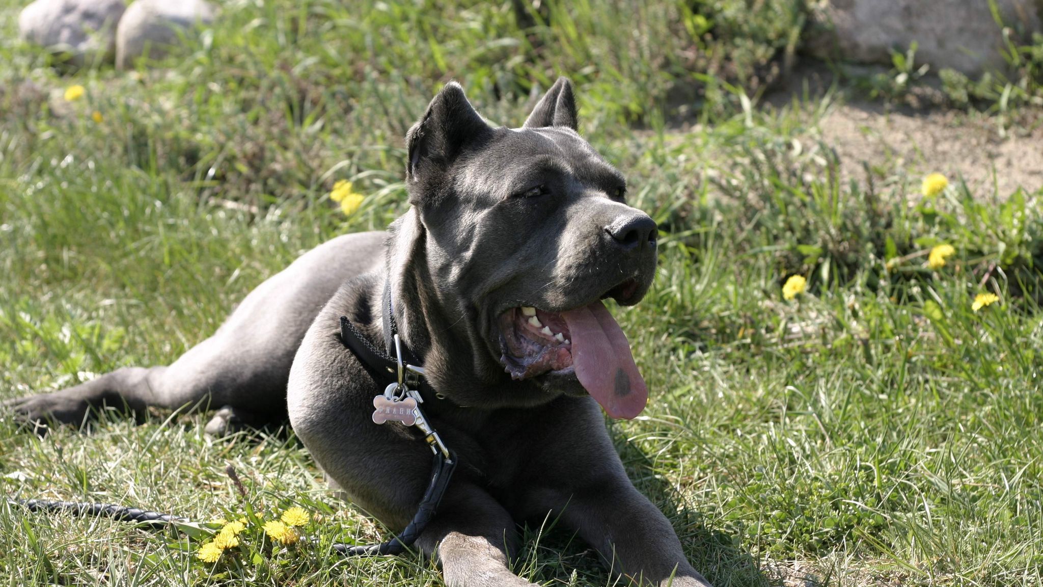 Download wallpaper 2048x1152 cane corso, dog, lying, rest, grass ultrawide monitor HD background