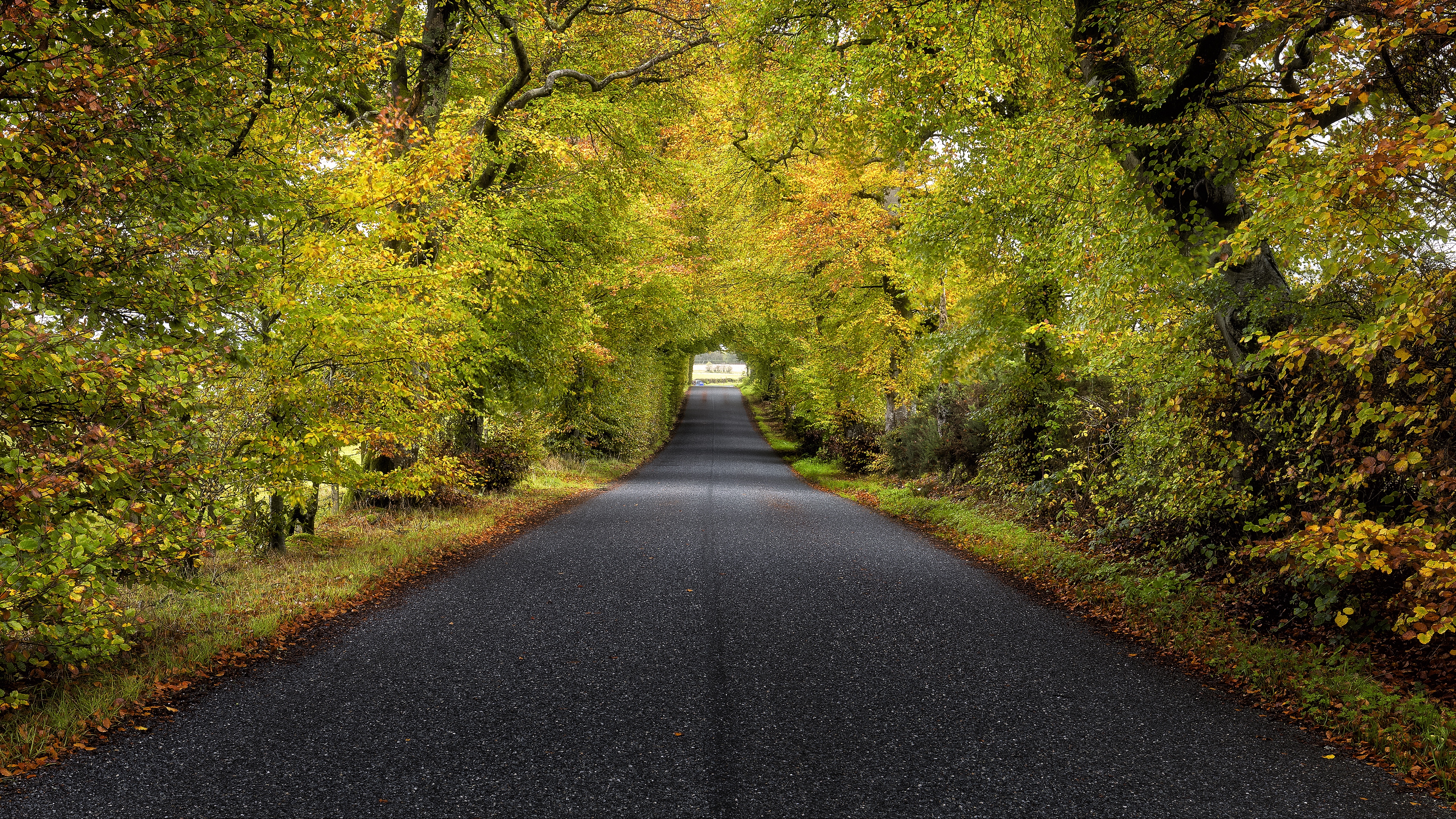 Wallpaper 4k trees, road, autumn, scotland 4k Wallpaper