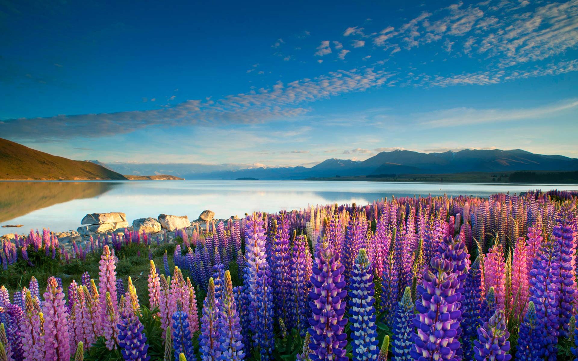 Colorful Flowers Lupins Lake Tekapo Mountains Sky With Cloud Desktop HD Wallpaper, Wallpaper13.com