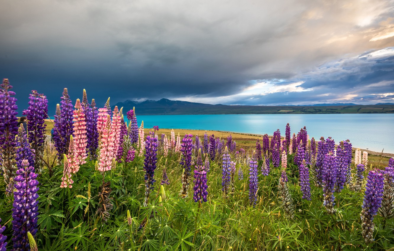 Wallpaper flowers, mountains, lake, New Zealand, meadow, New Zealand, Lake Tekapo, lupins, Southern Alps, Lake Tekapo image for desktop, section пейзажи