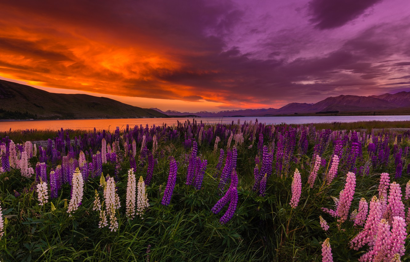 Wallpaper sunset, flowers, lake, New Zealand, Lake Tekapo, lupins image for desktop, section пейзажи