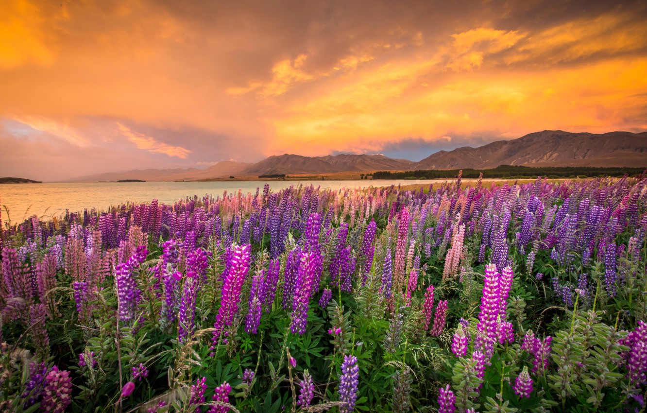Wallpaper landscape, sunset, flowers, mountains, nature, lake, shore, New Zealand, Lake Tekapo, lupins image for desktop, section пейзажи