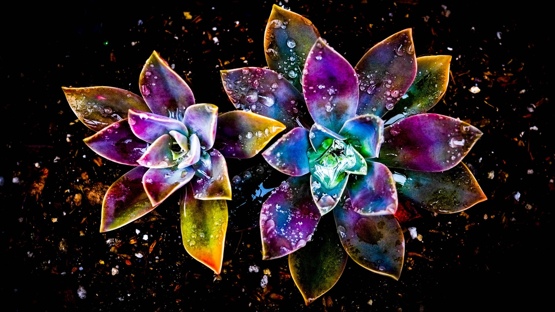 Wallpaper Colorful flowers, abstract, water drop 1920x1200 HD Picture, Image