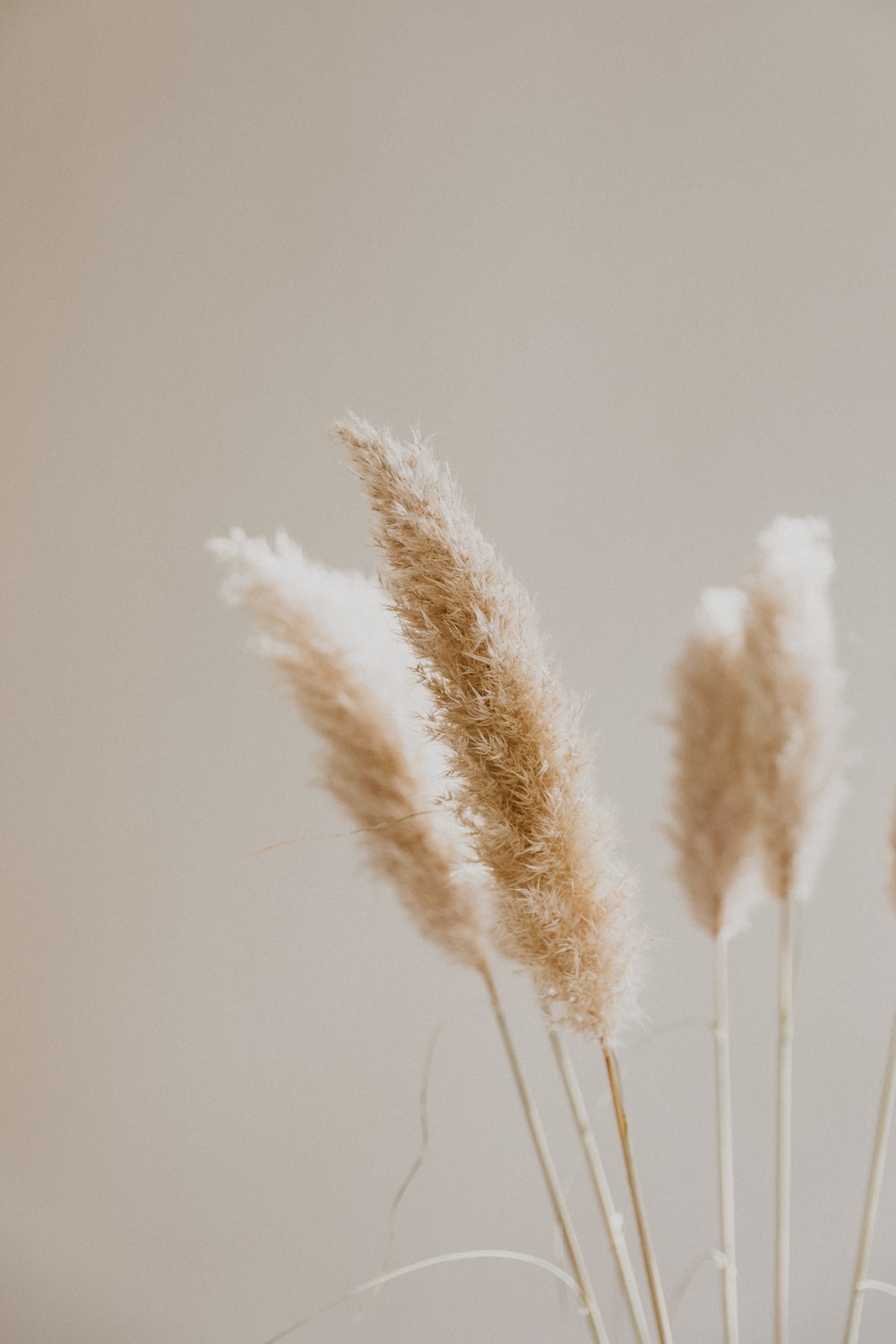 Pampas Grass Picture. Download Free Image