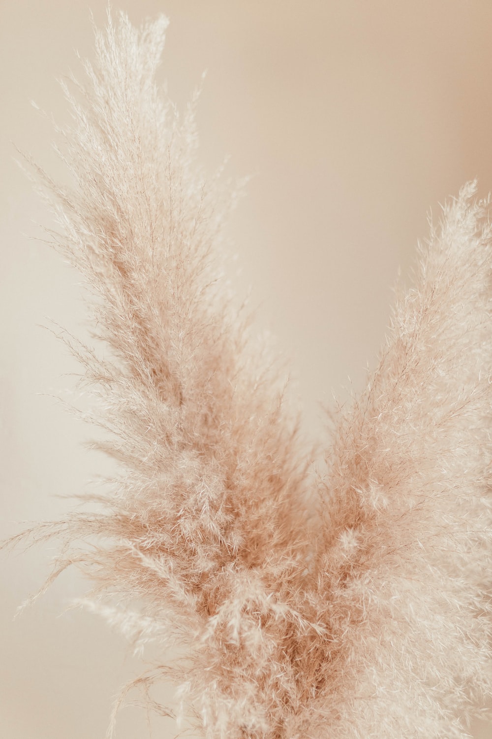 Pampas Grass Picture. Download Free Image