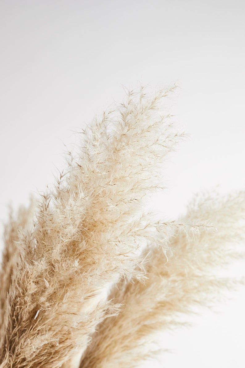 Pampas Grass Wallpapers - Wallpaper Cave