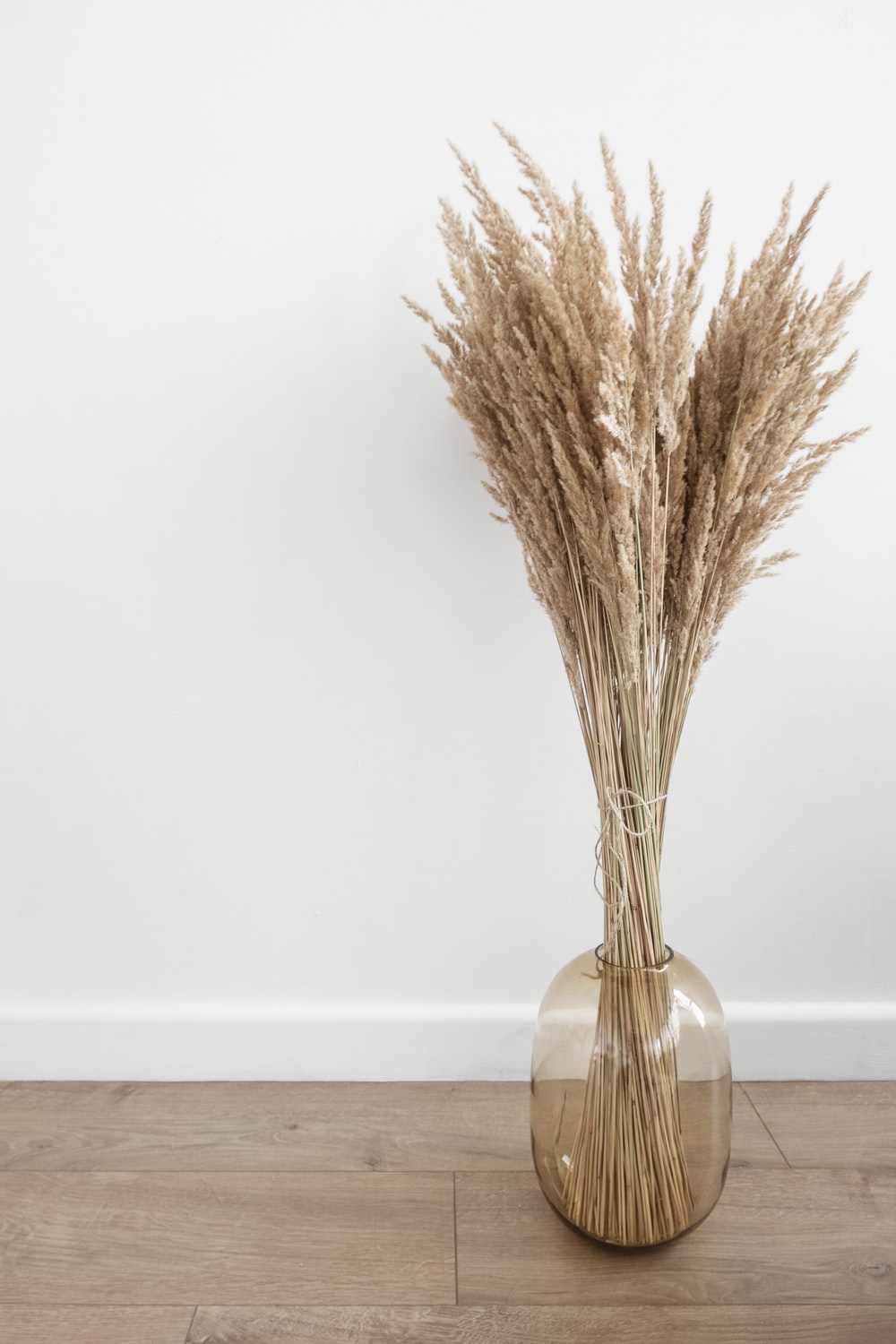 Pampas Grass Picture. Download Free Image
