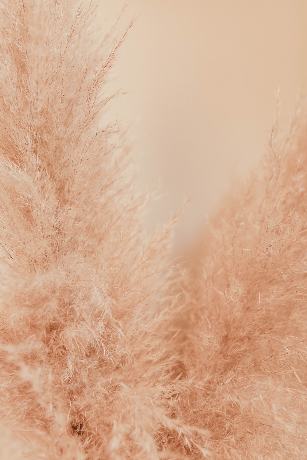 Pampas Grass Picture. Download Free Image