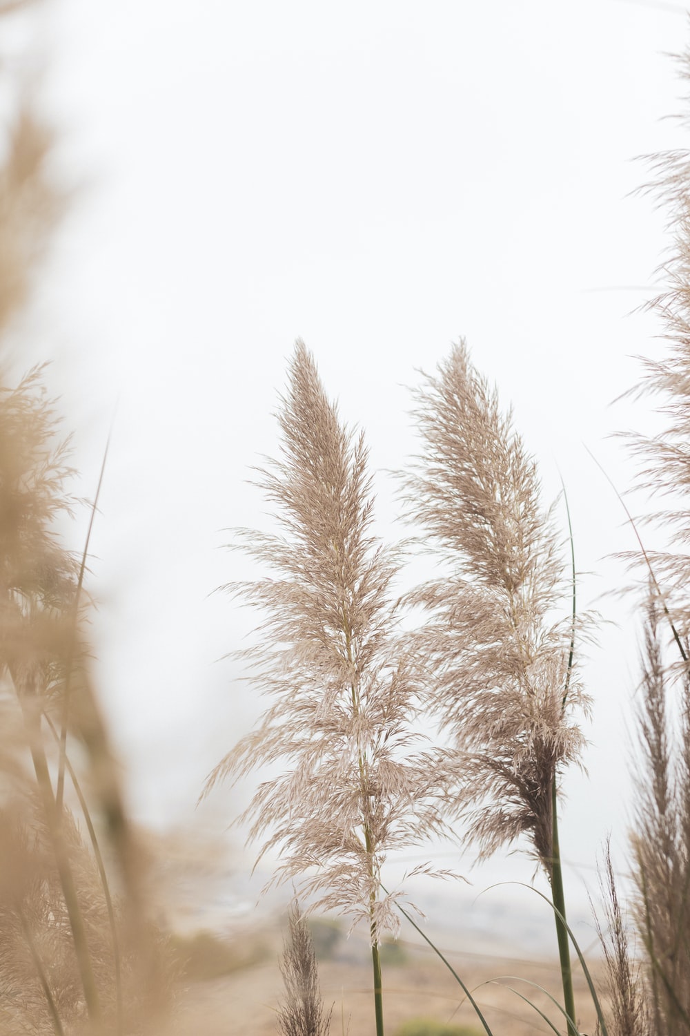 HD wallpaper pampas ornamental grass tall grass feathery growth plant   Wallpaper Flare