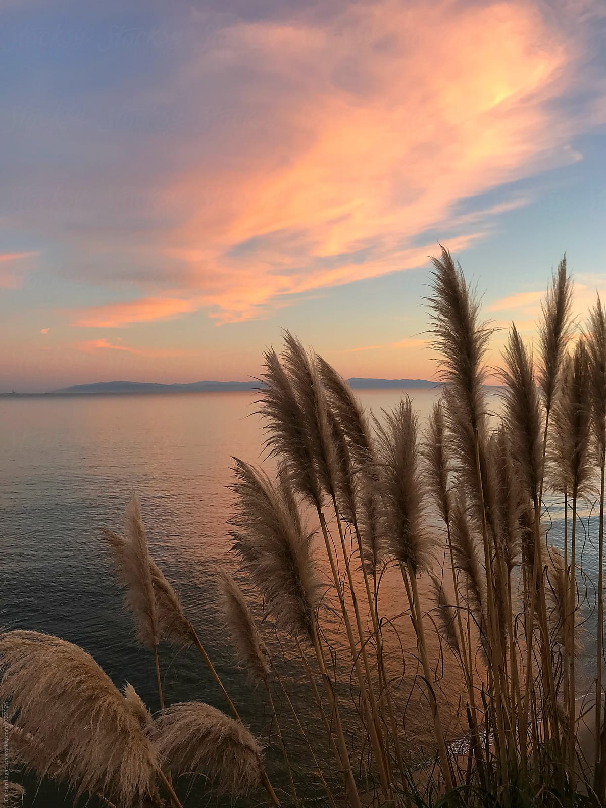 Beautiful Ocean Scene by Carolyn Lagattuta, Pampas Grass