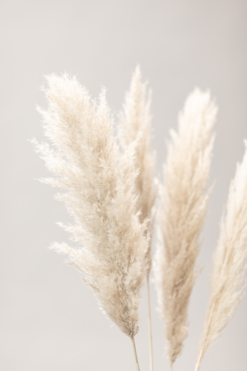 550 Pampas Grass Pictures  Download Free Images on Unsplash