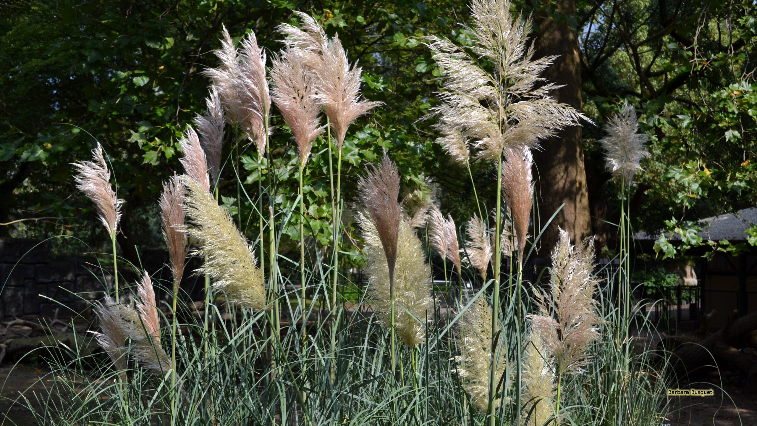 Pampas grass in zoo's HD Wallpaper