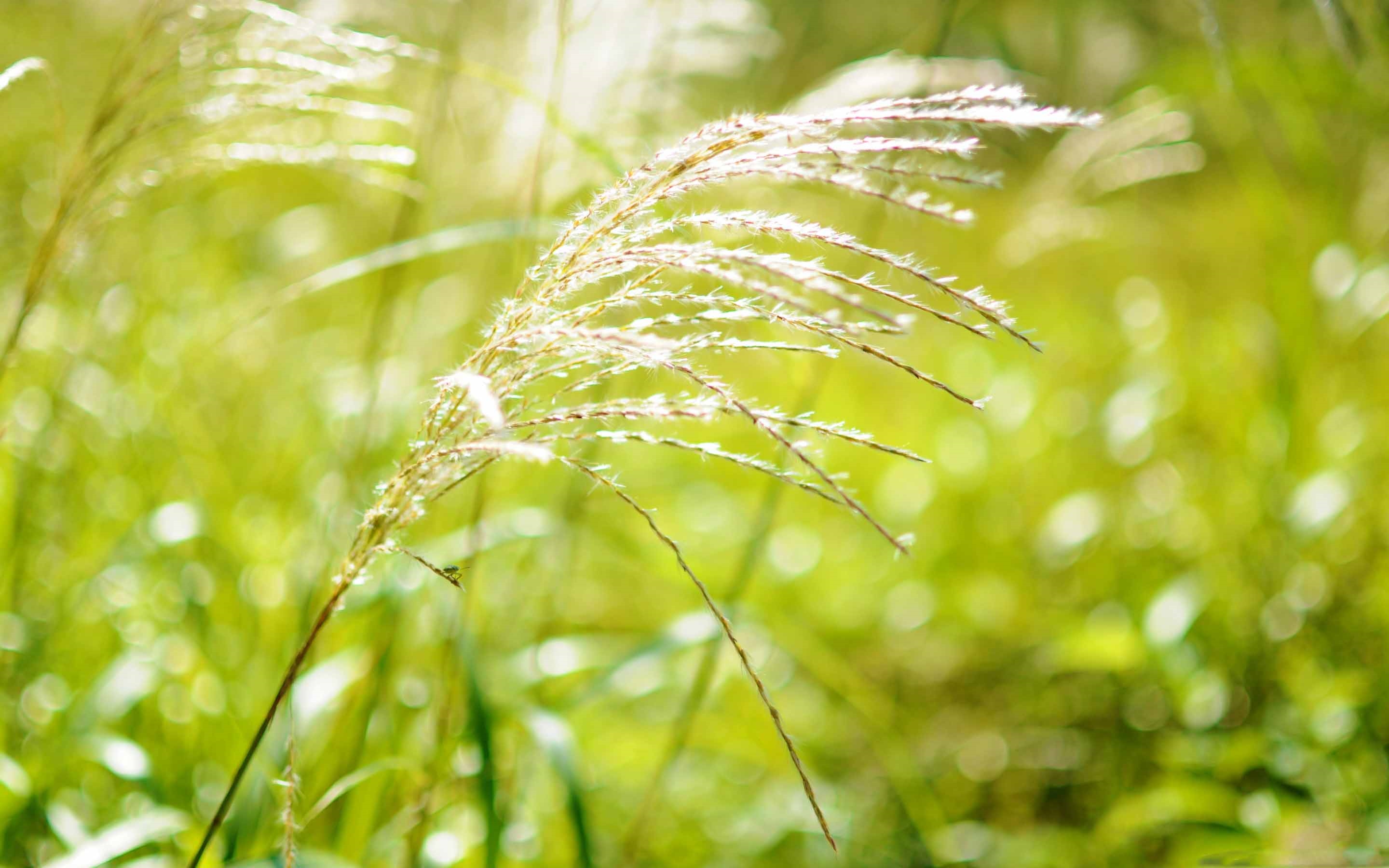 Japanese Pampas Grass MacBook Air Wallpaper Download