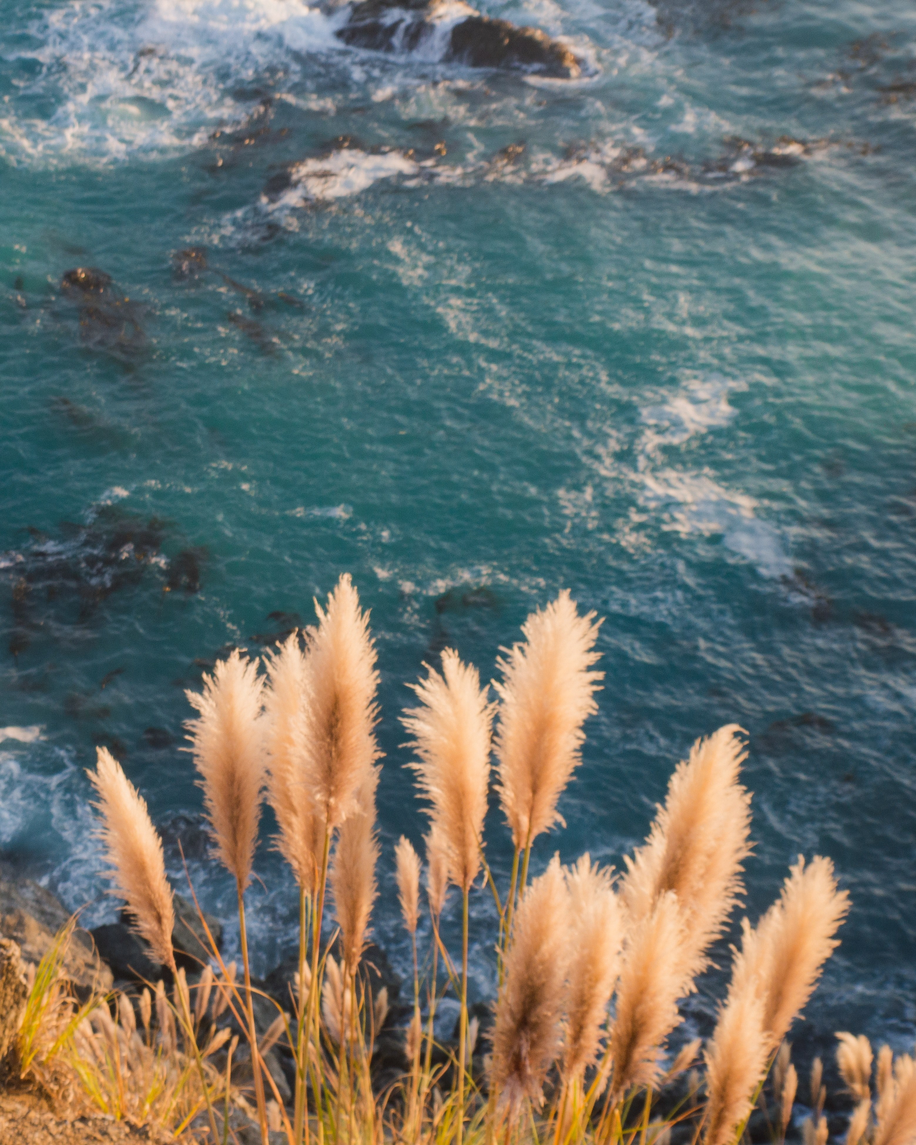 Wallpaper / pampas grass over mcway falls 4k wallpaper