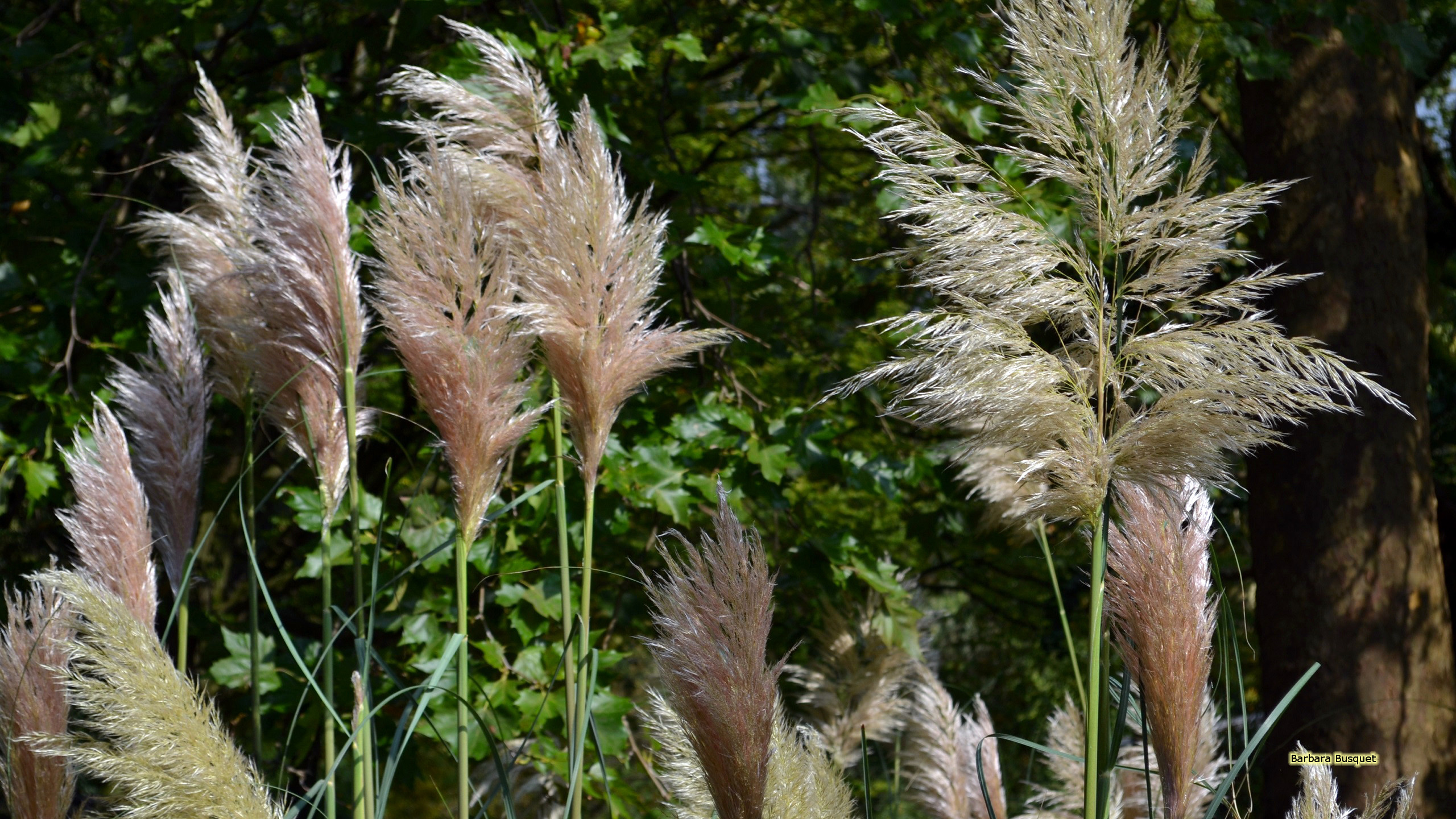 Pampas grass in zoo's HD Wallpaper