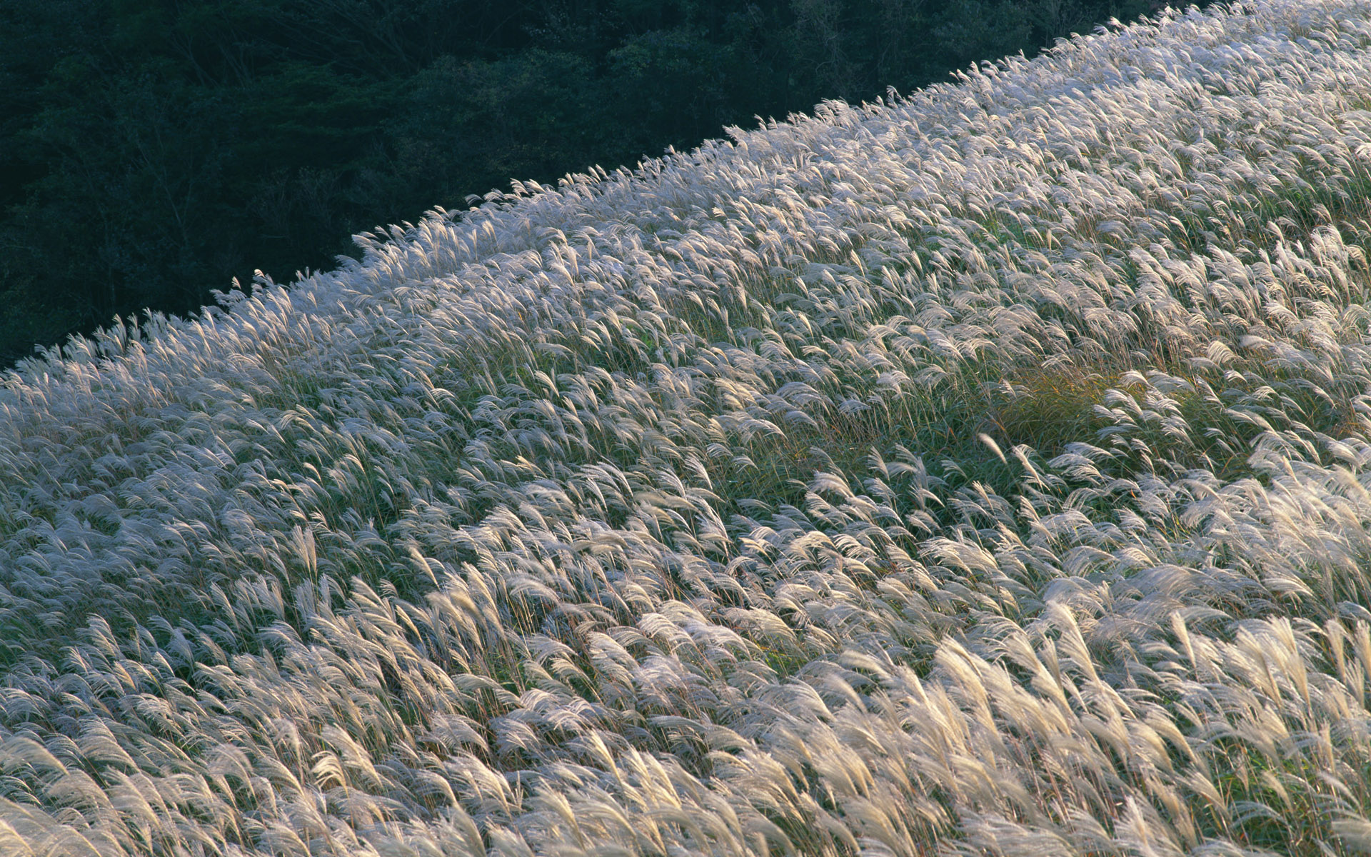 Download Wallpaper grass, 1920x1200, Japanese Pampas Grass