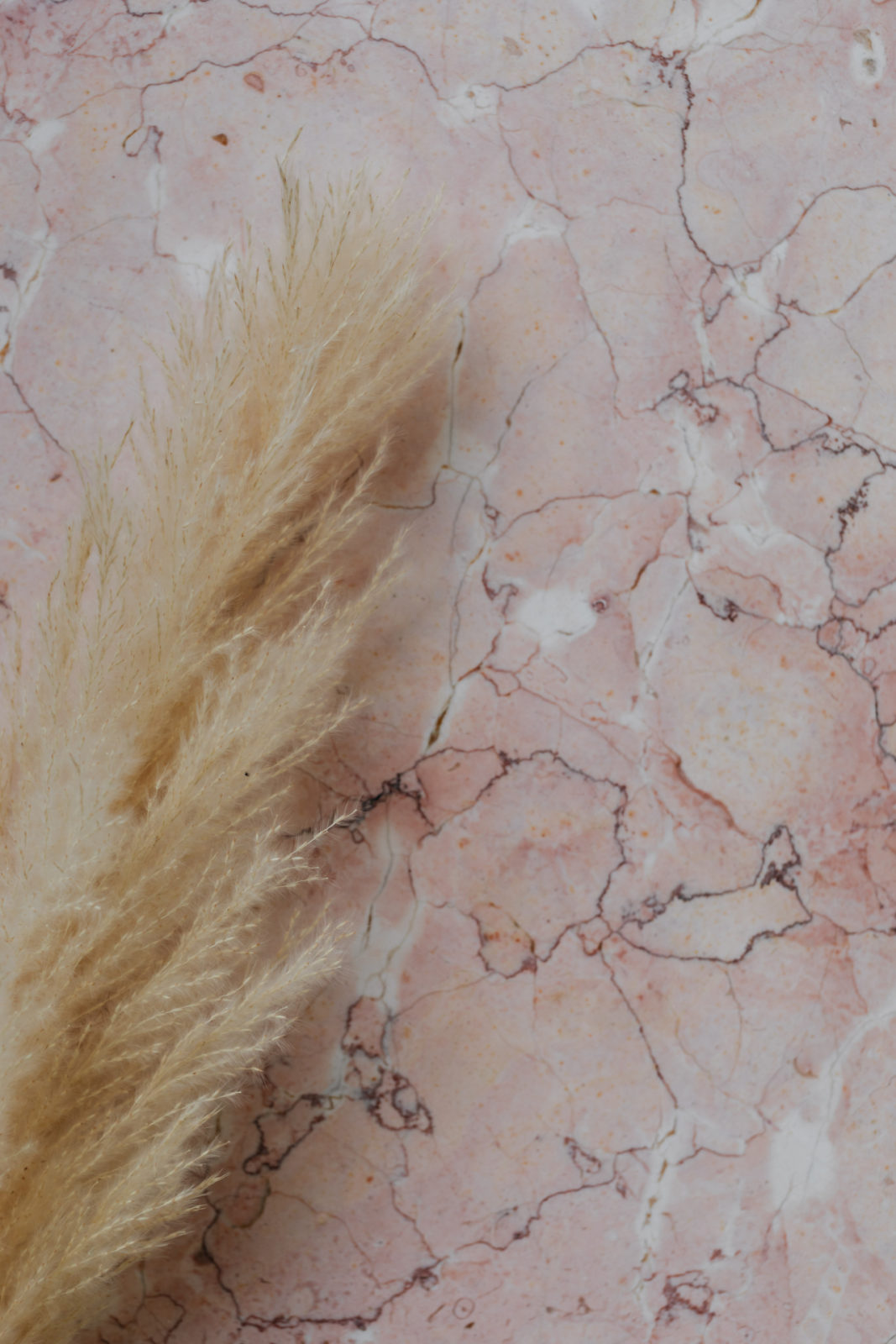 kaboompics_Pink marble background and pampas grass